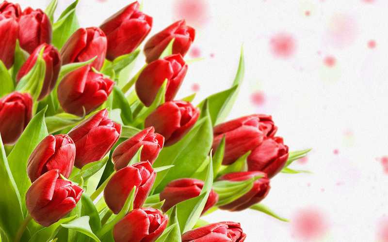 Эти тюльпаны для ВАС. Обсуждение на LiveInternet - Российский Сервис Онлайн-Дневников